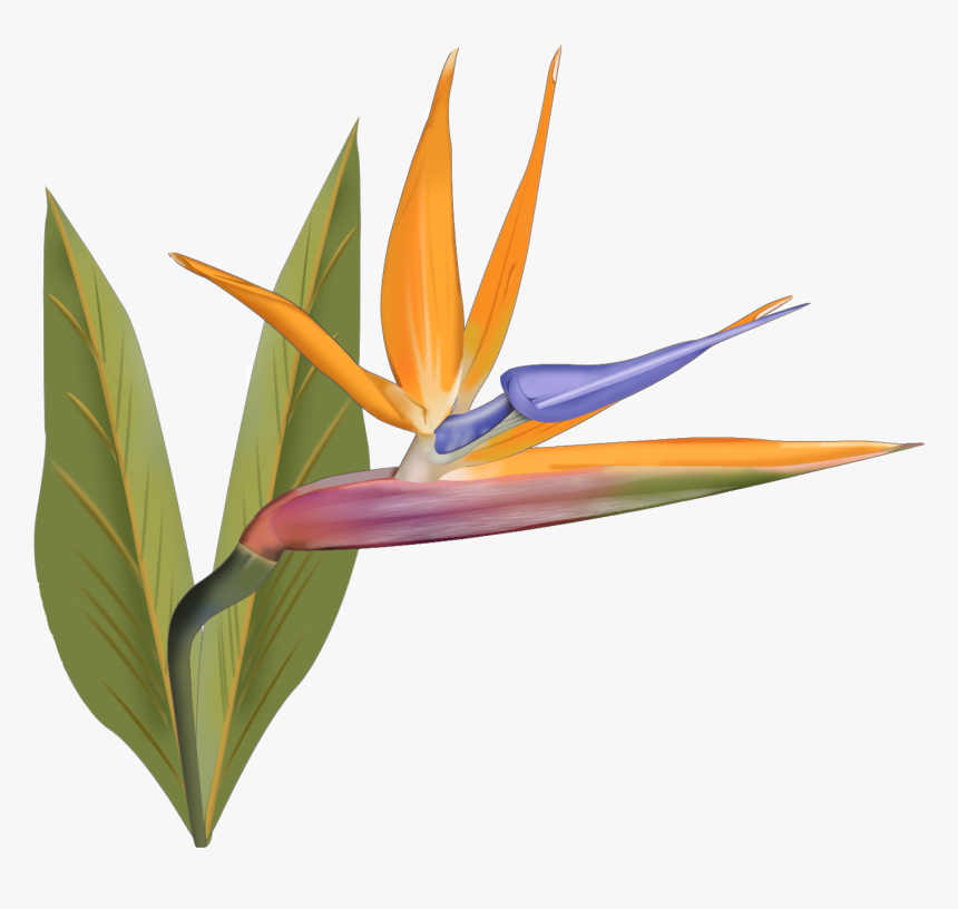 Bird Of Paradise, HD Png Download