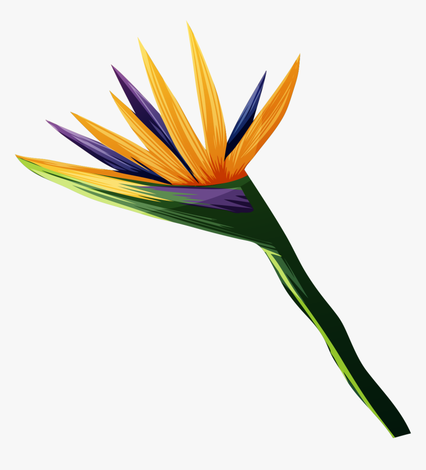 Transparent Bird Of Paradise Plant Png, Png Download