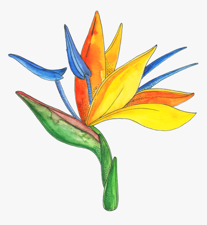 Bird Of Paradise , Png Download - Bird Of Paradise, Transparent Png