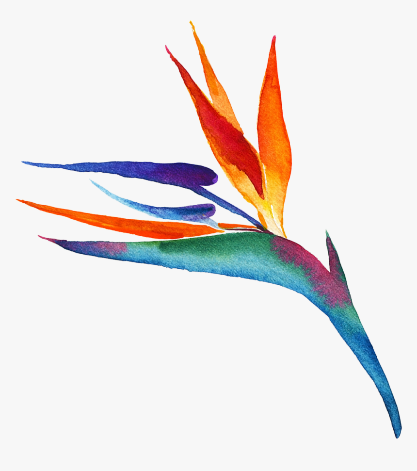 Transparent Bird Of Paradise Plant Png - Illustration, Png Download