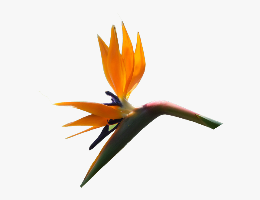 Strelitzia Reginae, Bird Of Paradise Width 618 Height - Bird Of Paradise, HD Png Download