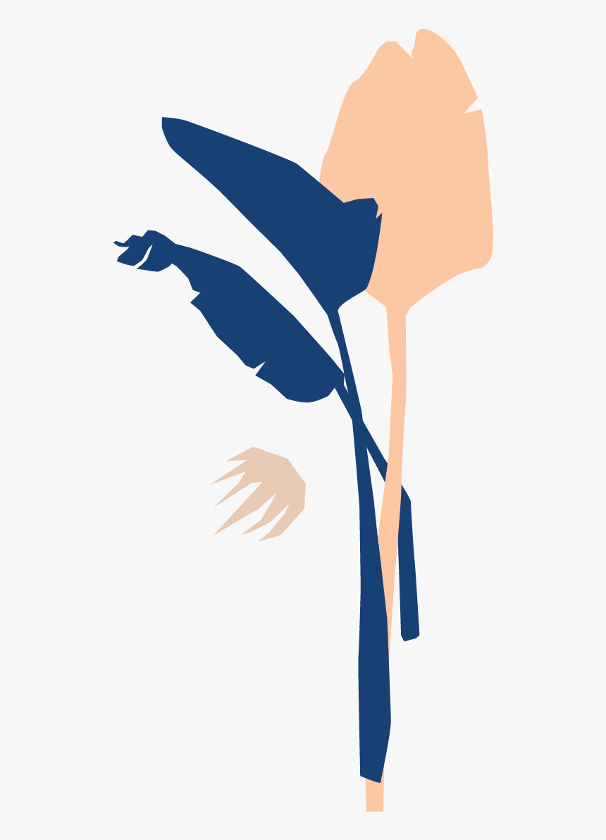Bird Of Paradise Plant Leaf, HD Png Download