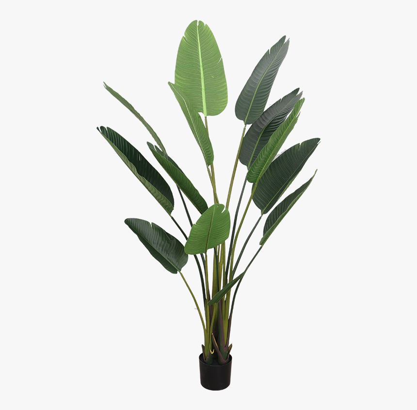 Simulation Traveler Banana Plant Landing Bird Of Paradise - Plants, HD Png Download