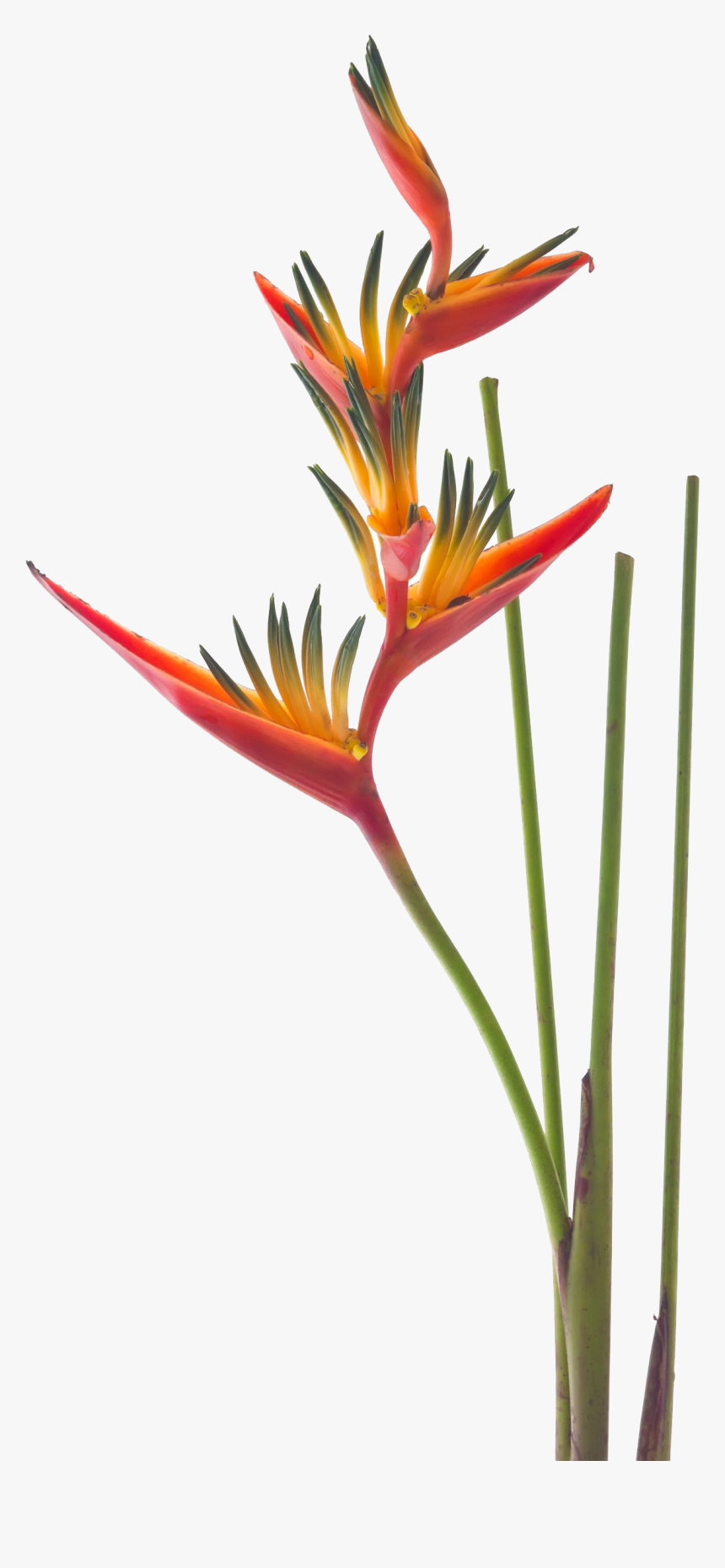 Bird Of Paradise Png, Transparent Png