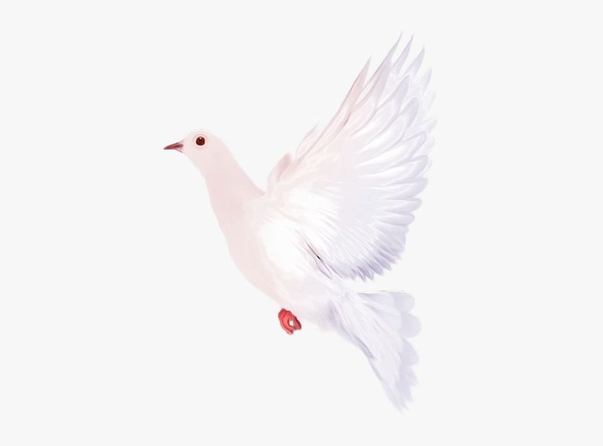 Голубь Мира, Белый Голубь, Фауна, Птицы, Голубь, Bird, - White Doves With Transparent Background, HD Png Download