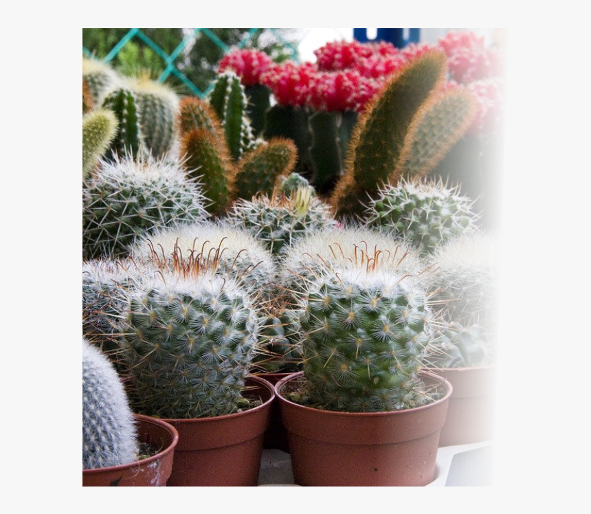 Indoor & Tropical Plants - Kaktüs Bakımı Püf Noktaları, HD Png Download
