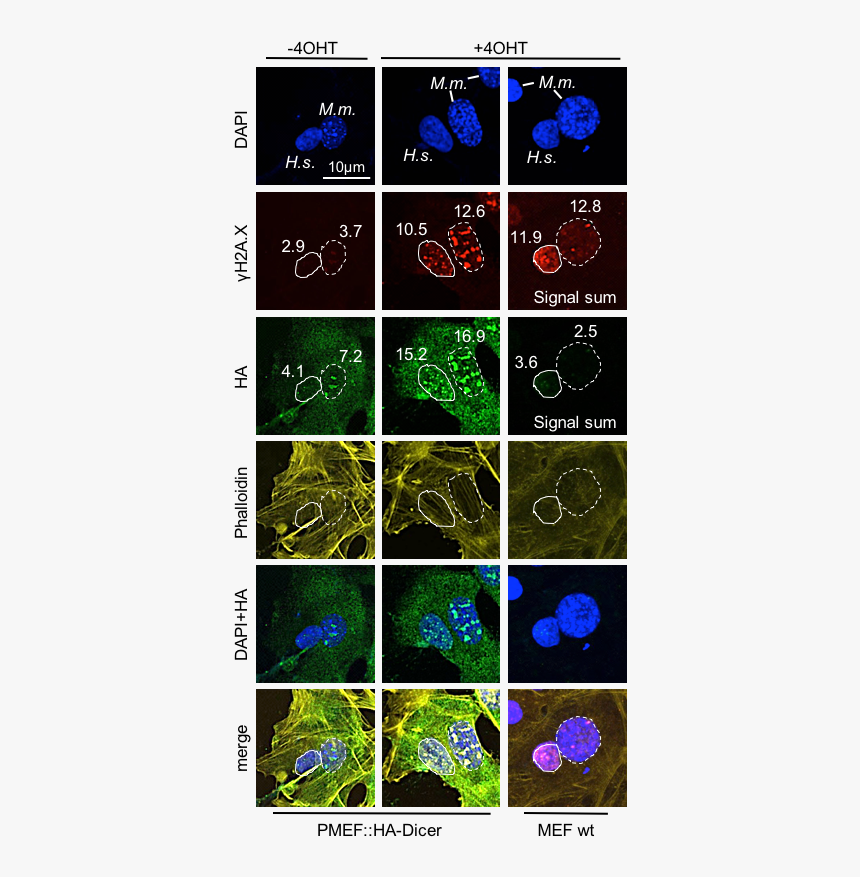 Graphic Design, HD Png Download