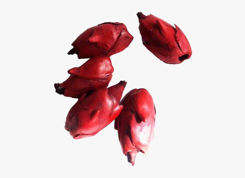 Fava De Pomba Gira, HD Png Download