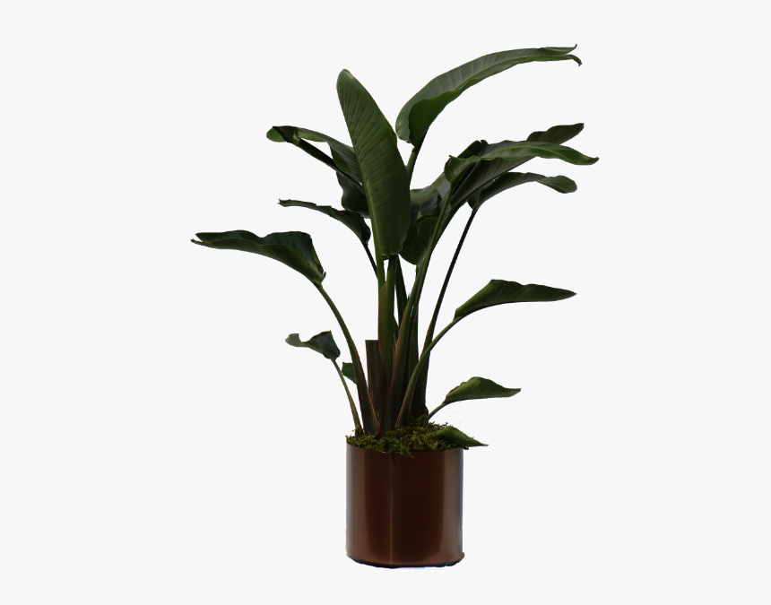 Peace Lily Big Leaves, HD Png Download