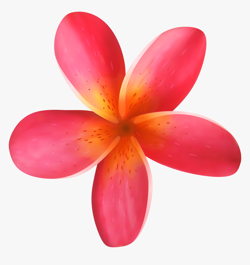 Tropical Flower Photo, HD Png Download