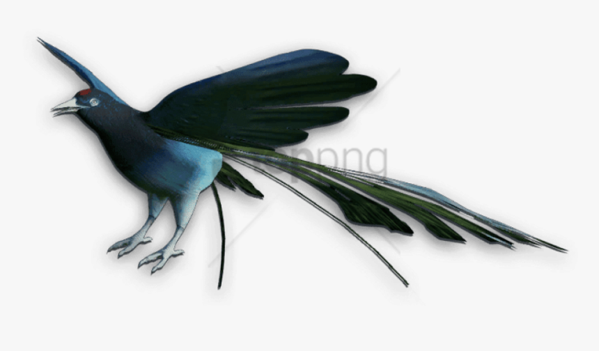 Bird Of Paradise - Bird Of Paradise Bird Png, Transparent Png