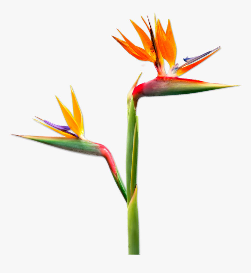 Bird Of Paradise, HD Png Download