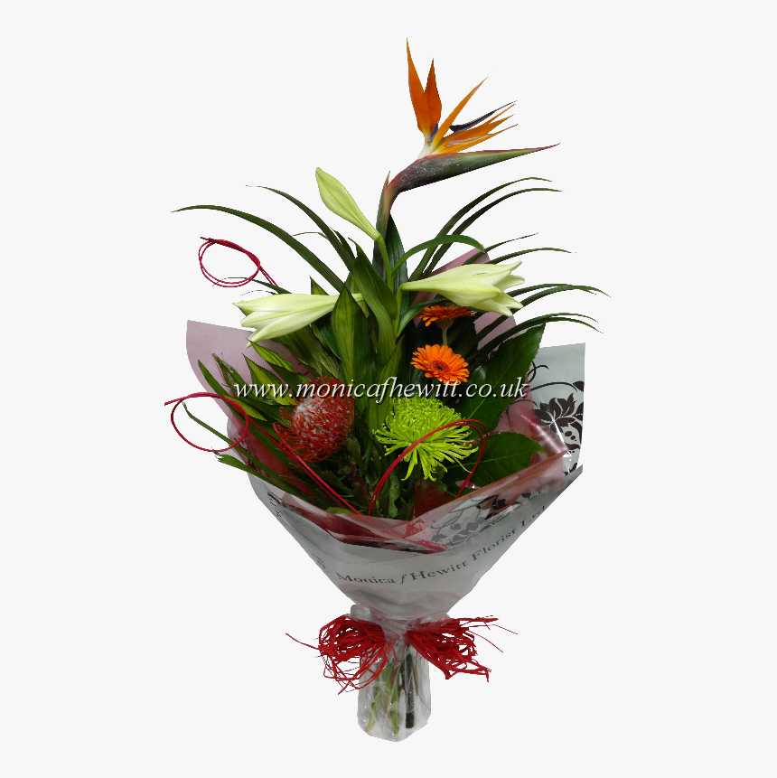 Bird Of Paradise - Houseplant, HD Png Download