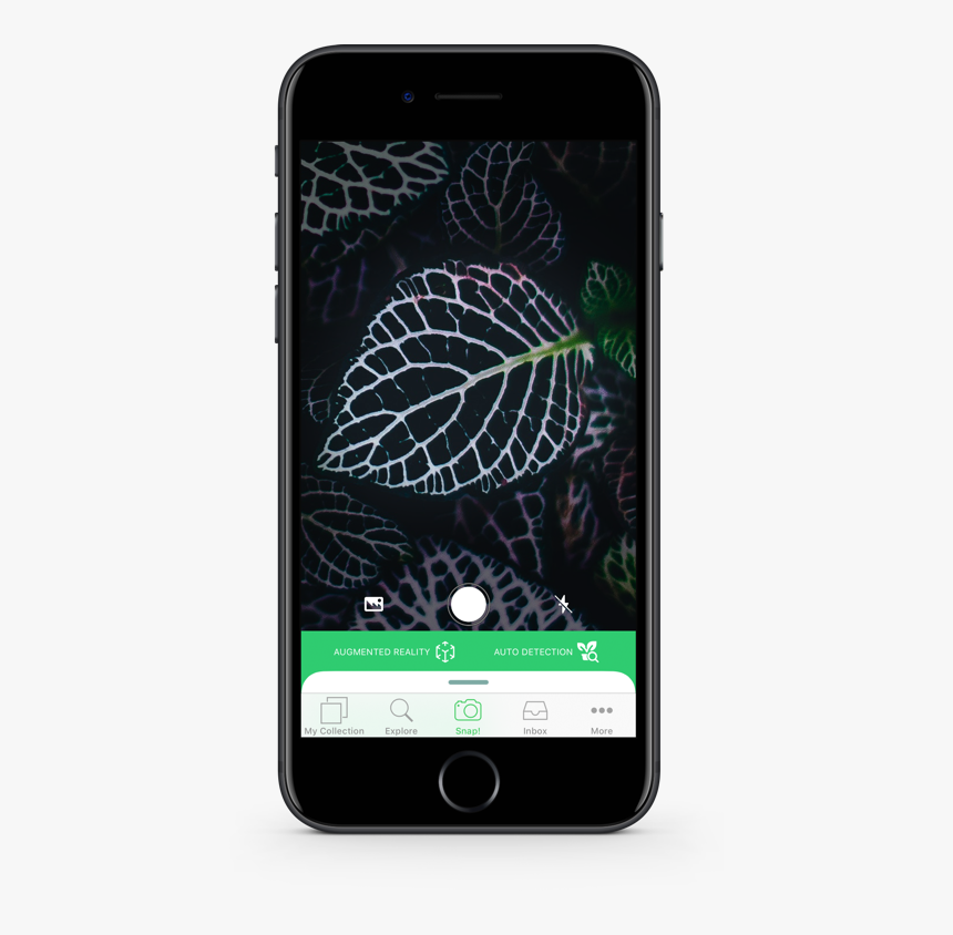 Plant Identification App, HD Png Download