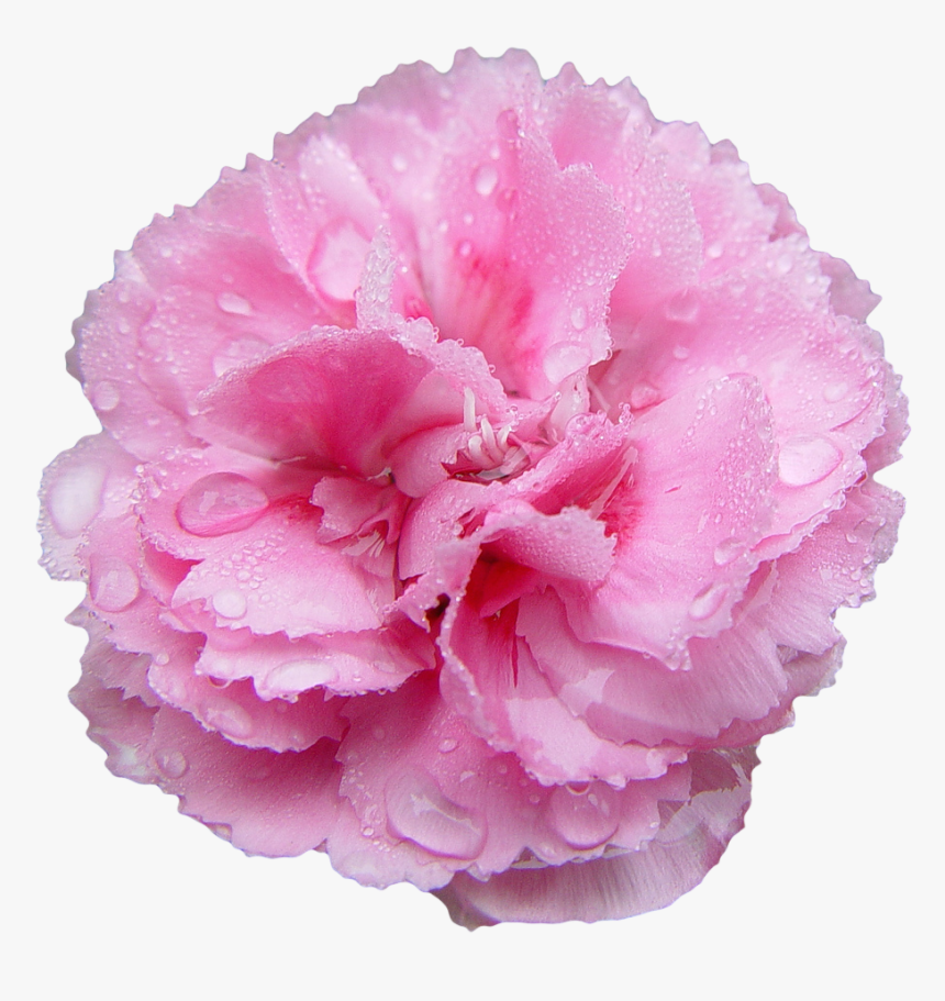 Transparent Flowers Transparent Flowers, Pink Carnations, - Pink Carnation Transparent Background, HD Png Download
