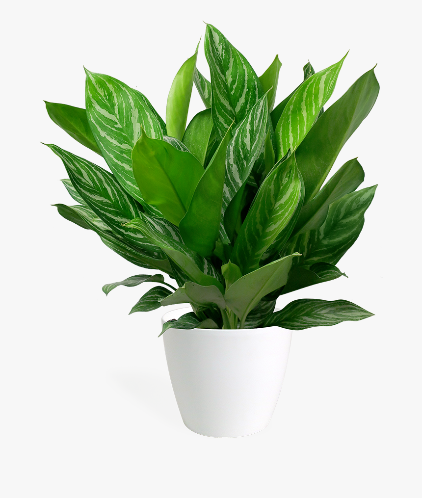 Большие Комнатные Цветы Пнг, HD Png Download