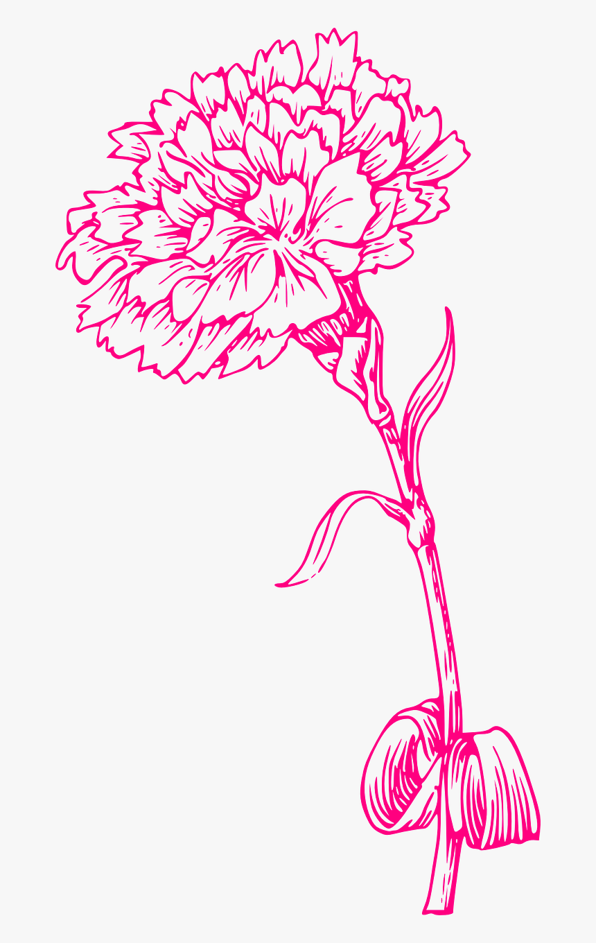 Pink Carnation Clip Art, HD Png Download