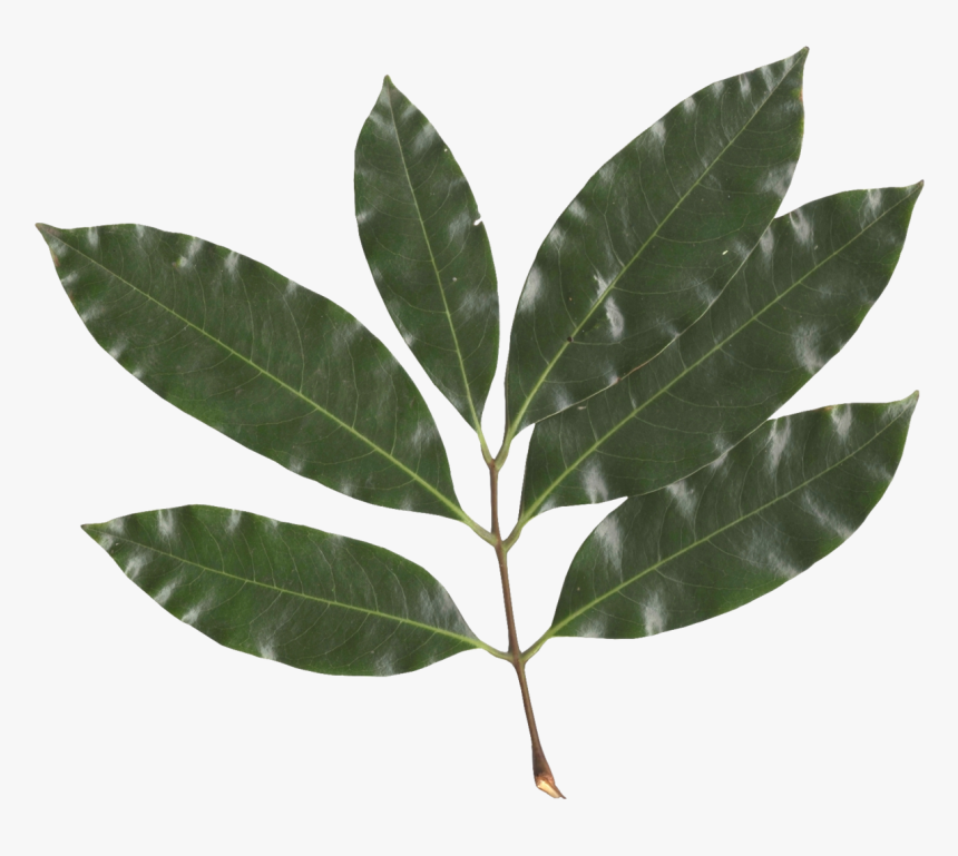 Lychee Fruit Tree Leaf, HD Png Download