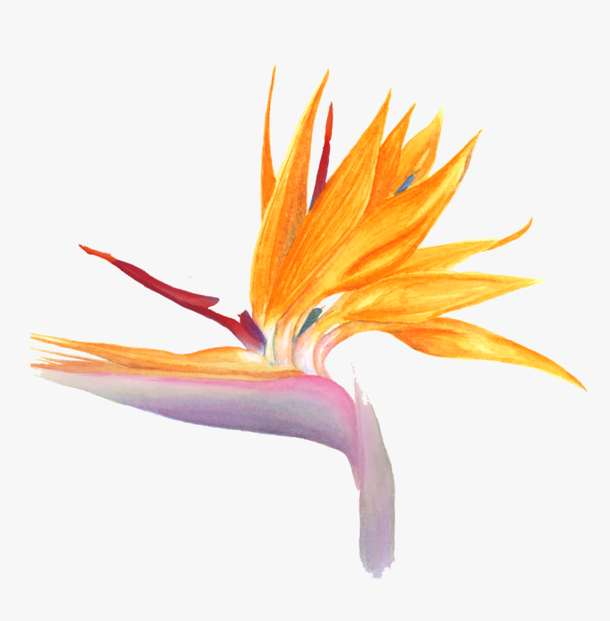 Bird Of Paradise, HD Png Download