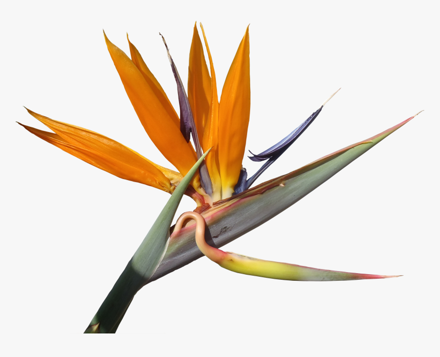 Bird Of Paradise Flower Png, Transparent Png