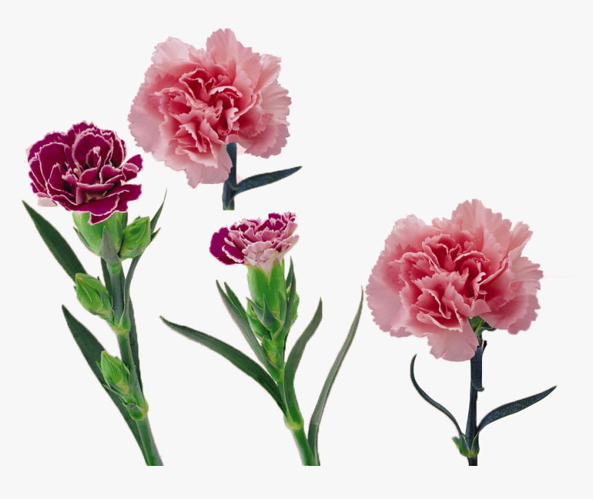 Carnation Vector Flower Huge Freebie Download For Powerpoint - Fleur Oeillet Png, Transparent Png