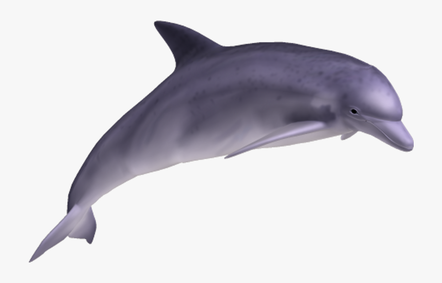 Dolphin Transparent Png - Dolphin Png, Png Download
