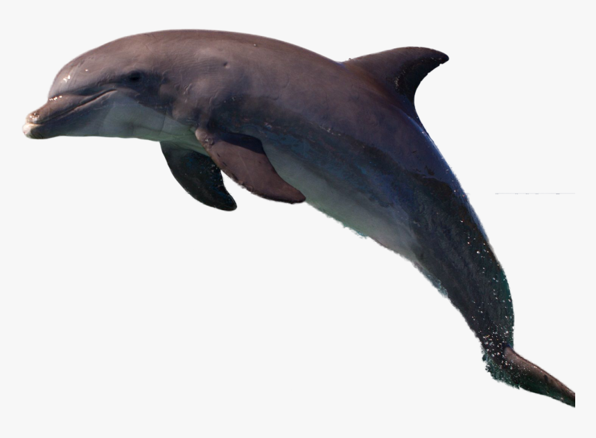 Dolphin Png Image - Common Bottlenose Dolphin, Transparent Png