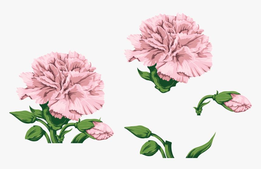 Carnations, Watercolor Flowers, Paint, Hands - Watercolor Pink Carnation Png, Transparent Png