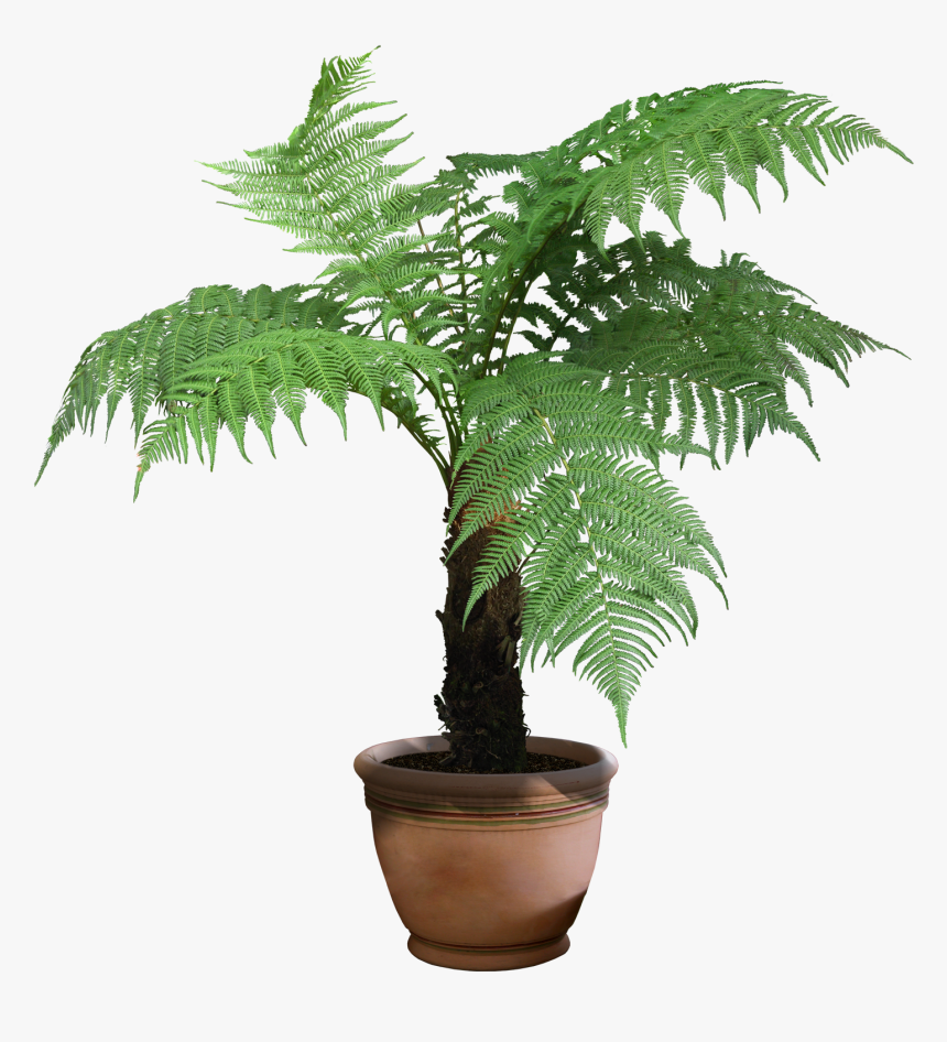 Rhapis Excelsa Houseplant Tree - House Plant Transparent Background, HD Png Download