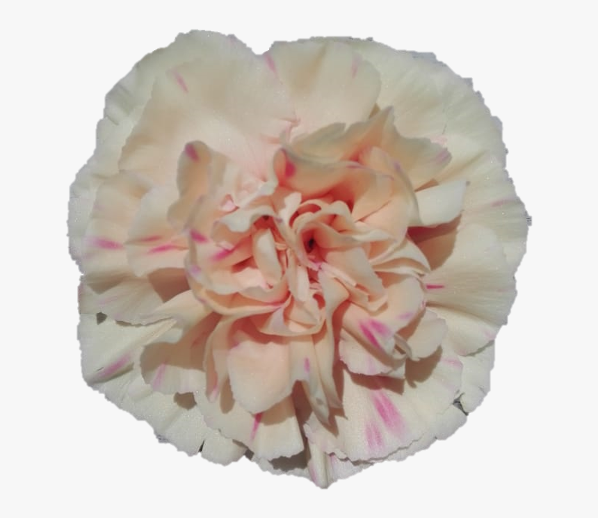 Apple Tea2c491201 4dc2 Cc82 5232 Fc1839fe5c14 - Apple Tea Carnation, HD Png Download
