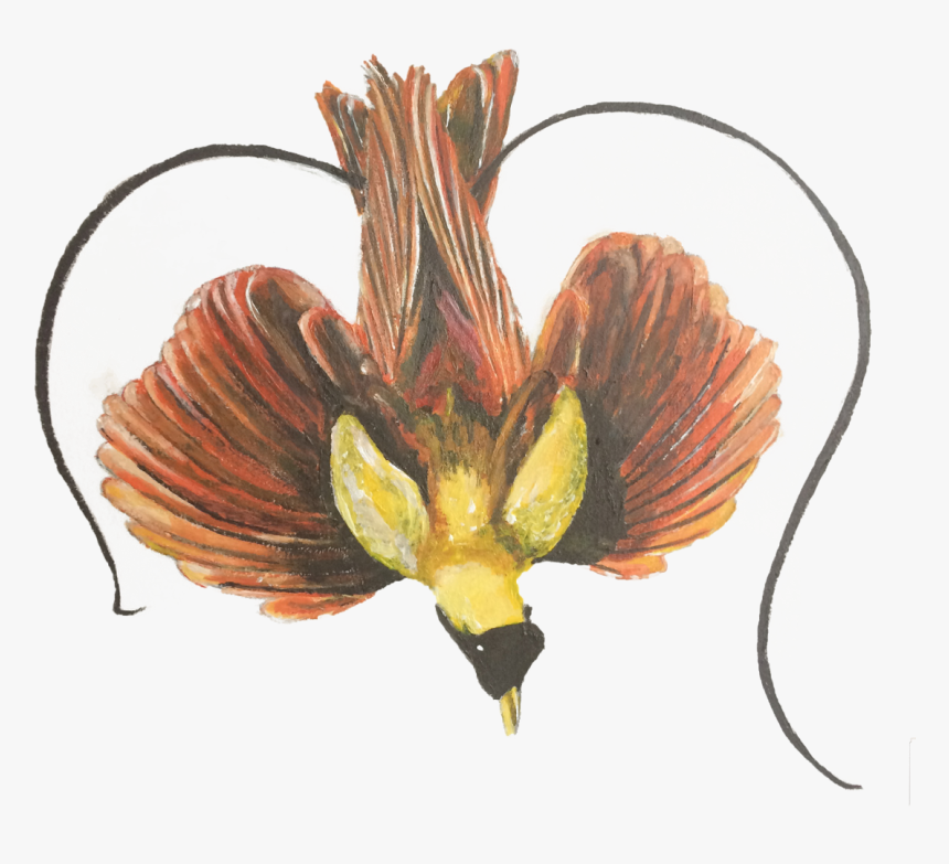 Bird Of Paradise Plant Png, Transparent Png