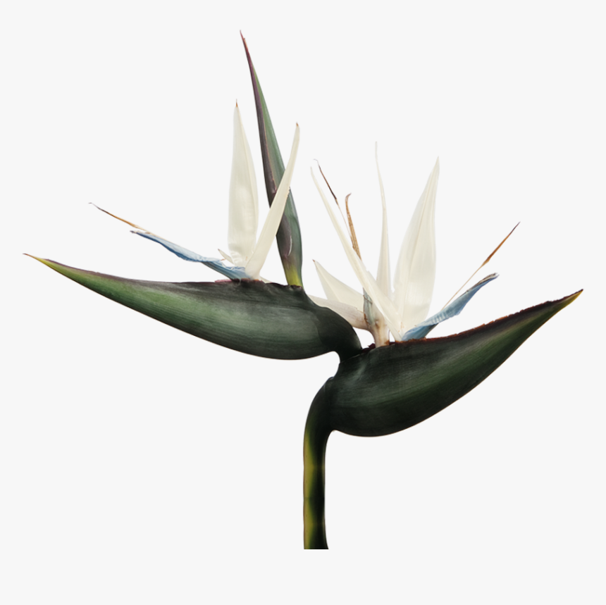 Strelitzia Nicola, HD Png Download