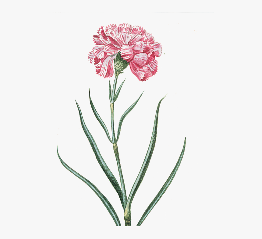 Pink Vintage Png Flowers, Transparent Png