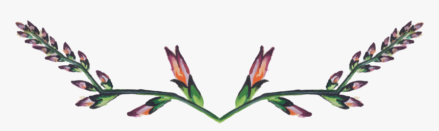 Canna Lily, HD Png Download