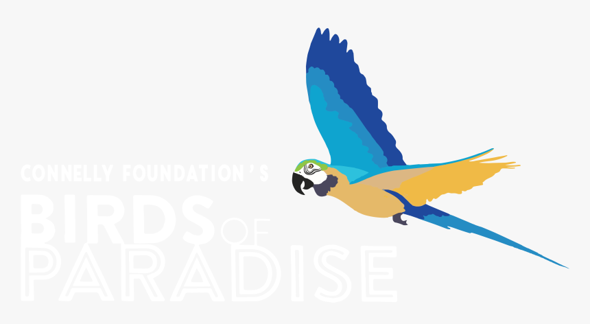 Alt Text - Macaw, HD Png Download