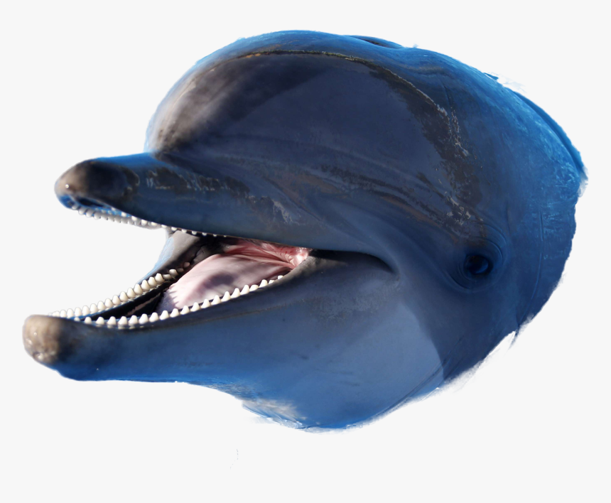 Dolphin Png Image - Dolphin Eh Eh Meme, Transparent Png