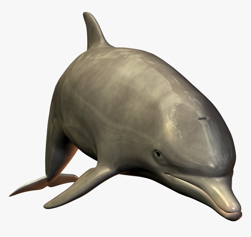 Dolphins .png, Transparent Png