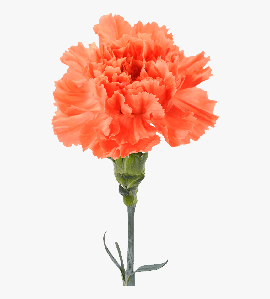 Garofano Arancio, HD Png Download