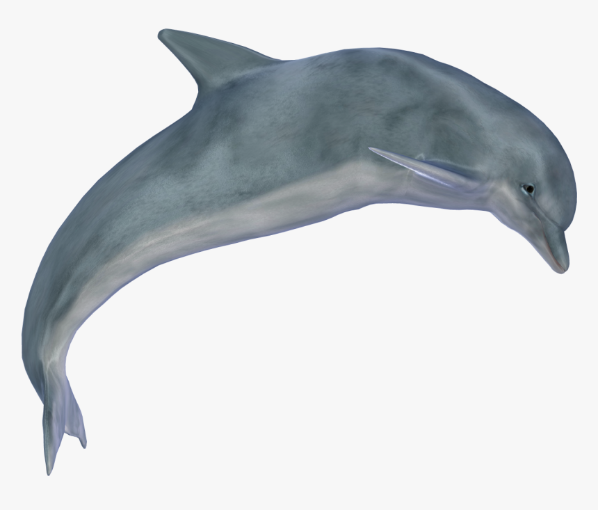 Dolphin Png, Transparent Png