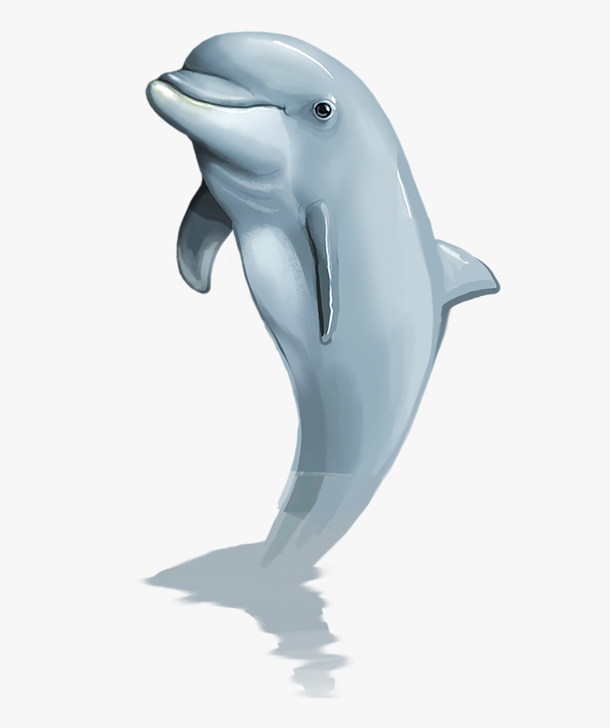 Dolphin Png Mammal Free Picture - Transparent Dolphin Jumping Png, Png Download