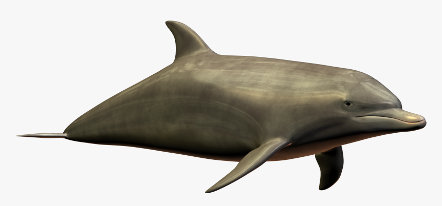 Best Free Dolphin High Quality Png - Dolphin Imagepng, Transparent Png