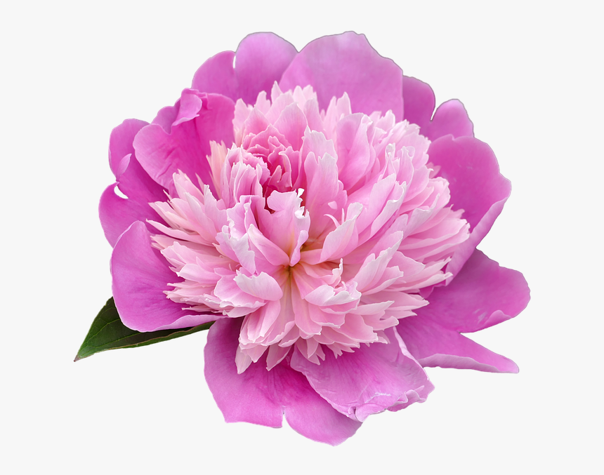 Flower,flowering Plant,petal,common Peony,cut Flowers,pink - Transparent Peony, HD Png Download