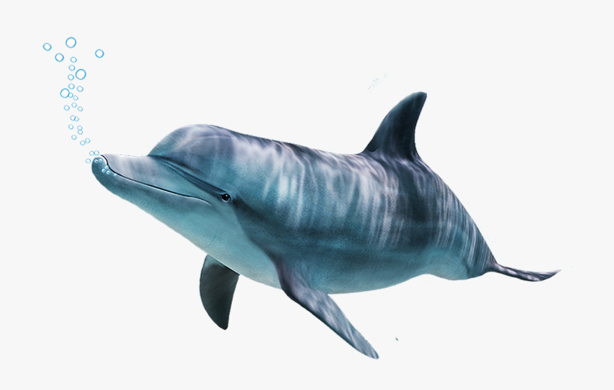 Dolphin.png, Transparent Png