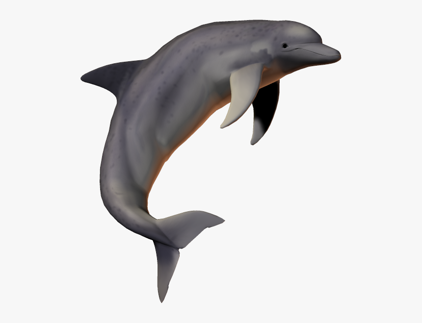 Dolphin Png,fish Png,picsartallpng - Dolphin No Background, Transparent Png
