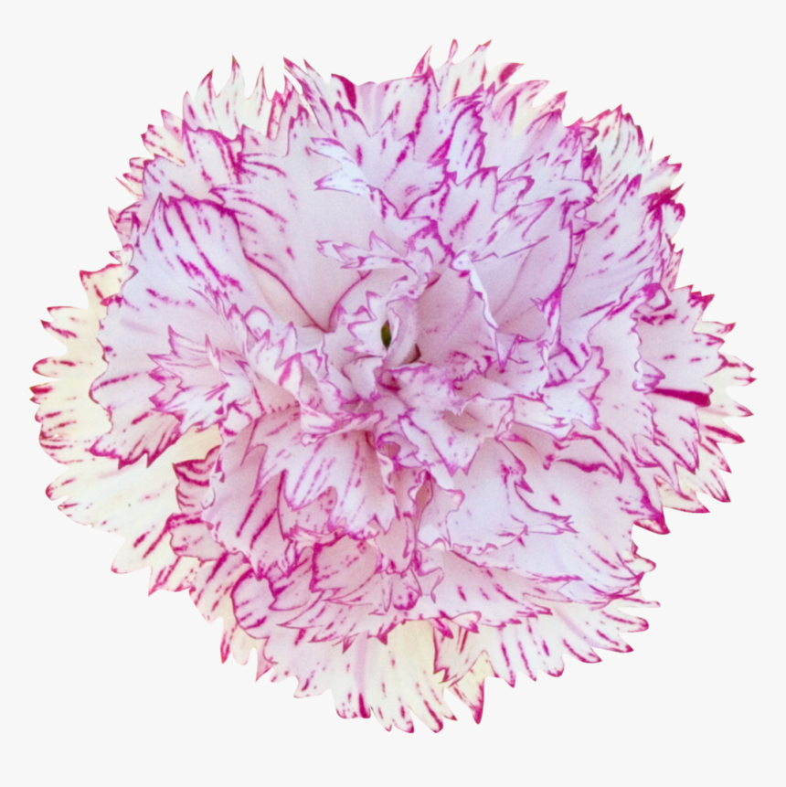 Carnation Dianthus- - Dianthus, HD Png Download