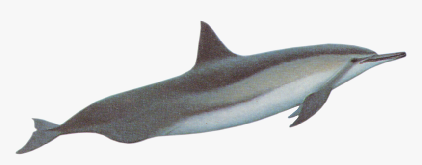 Oceanic Dolphins Introduction Spinner - River Dolphin With Transparent Background, HD Png Download