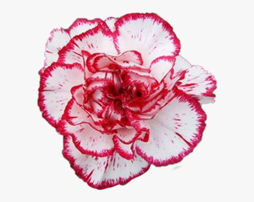#carnation #flower - Carnation, HD Png Download