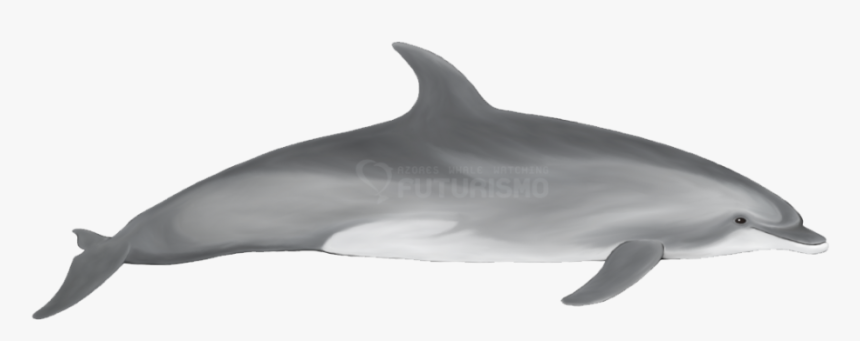 Bottlenose Dolphin Futurismo - Indo Pacific Bottlenose Dolphin Png, Transparent Png