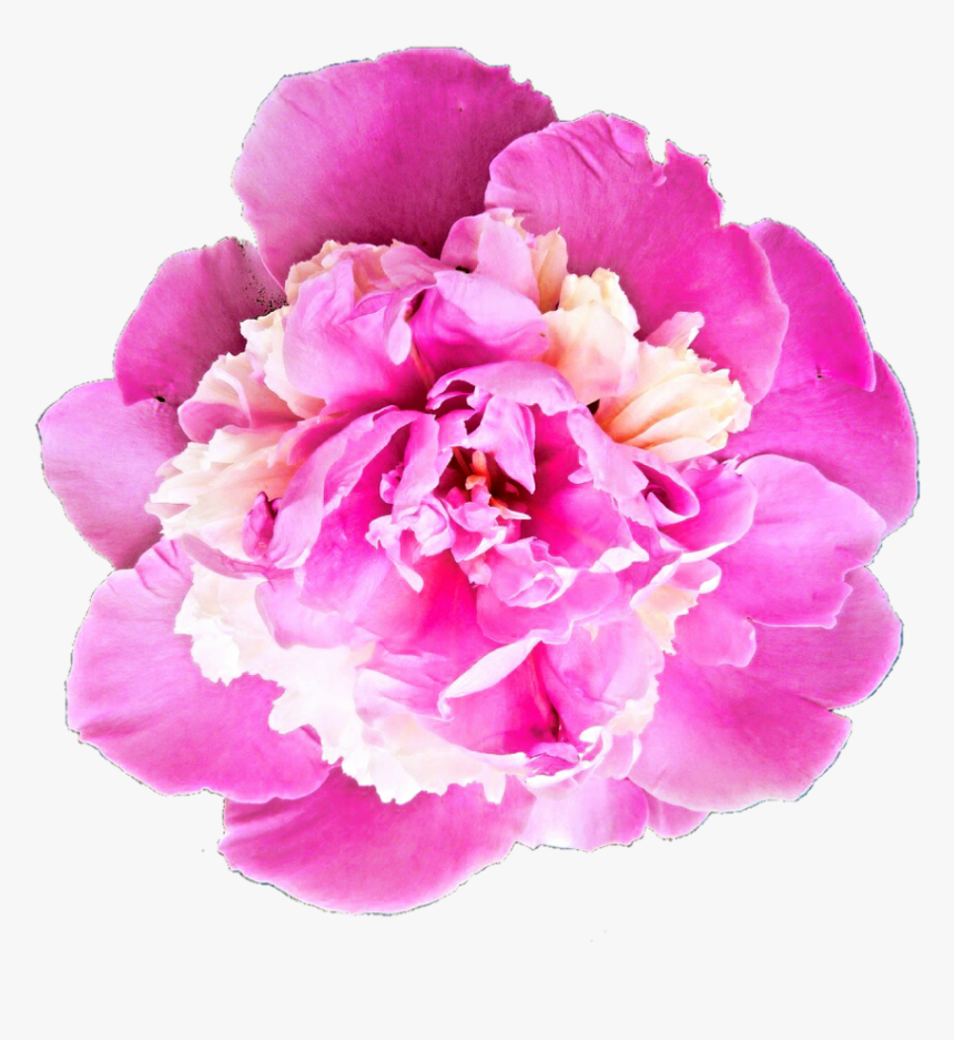 Download Peony Transparent Png For Designing Use - Bhavpurna Shraddhanjali Flower Png, Png Download