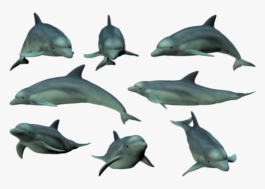 Dolphin Png - Dolphin Tricks Png Hd, Transparent Png